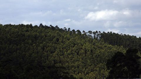 Monte de eucalipto en Xove (imagen de archivo)