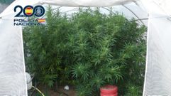 Plantaci�n de marihuana descubierta por la Polic�a Nacional en Ard�n, Mar�n