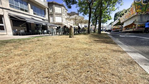 Efectos de la sequ&iacute;a en los parques y jardines de Pontevedra: R&uacute;a Alameda
