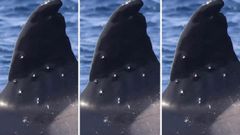 Tres tomas de la misma imagen de la aleta dorsal de la orca bautizada como To�i, con huellas de impactos de perdigones, en una foto publicada por Orca Ib�rica.