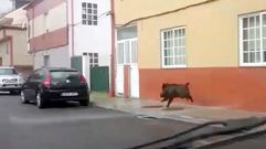 Un jabal� transita por las calles de Ribeira