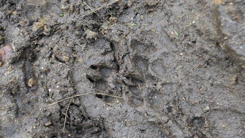 Huellas de lobo en la aldea de Pradeda de Arriba.