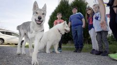 Los ni�os de la escuela de Nebra conocieron al lobo Max