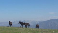 Asturcones 