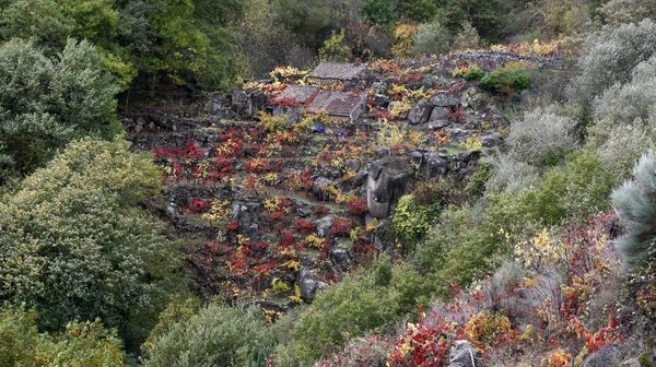Vi&ntilde;a en bancales en la ribera de San Fiz, pr&oacute;xima al Mi&ntilde;o a su paso por Chantada