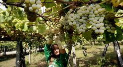 Las uvas deber�n secar antes de empezar la vendimia, que se prev� para la pr�xima semana. 