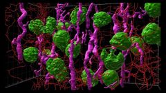 Imagen microscpica de la corteza renal