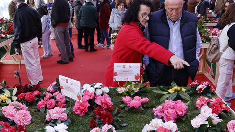El concurso se celebra cada a�o, aunque la organizaci�n rota entre Vigo, Pontevedra y Vilagarc�a de Arousa