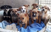Los ocho cachorros, en el albergue de Ser�n