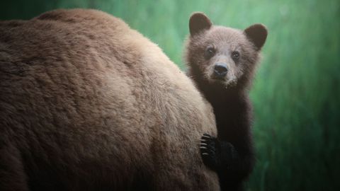 Exposici�n Madre m�a, maternidades y cr�as en el mundo animal, en Afundaci�n.