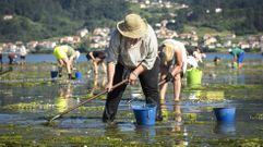 El marisqueo a pie da trabajo a cientos de personas en las r�as de Pontevedra, Arousa y Vigo