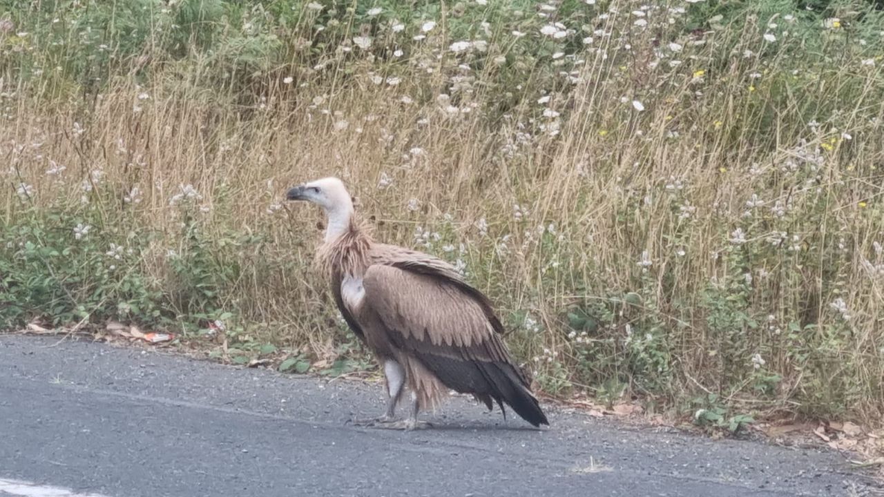 Un buitre ocasiona problemas de tráfico al pasear por una carretera de Valdoviño
