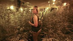 Cuatro mil plantas de marihuana en una nave industrial de As Somozas