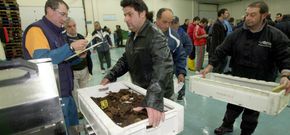 Una de las �ltimas subastas de marisco en Burela, donde venden la mayor�a de n�cora mari�ana. 