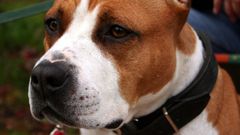 Perro de raza American Stafford, como los que atacaron a la mujer