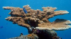 El calentamiento global afecta a los corales, hasta el punto de que podr�a provocar su muerte si no se revierte el proceso