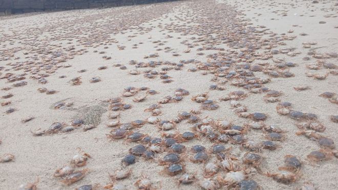 Varamiento masivo de patoxos en las playas de la Illa de Ons