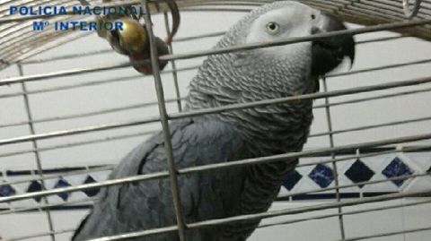 El loro �Yaco�.El loro �Yaco�
