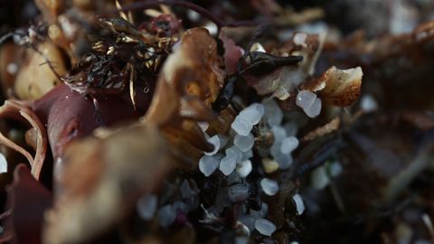 Pellets de plstico en la playa