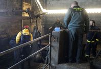 Los bomberos colaboraron con los vecinos en las labores de rescate de las vacas de la fosa. 