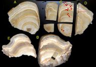 Fragmentos de estalagmita utilizados en la investigaci�n.