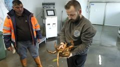 El patr�n mayor de la cofrad�a, Gustavo Chacartegui, sostiene una centolla capturada este lunes