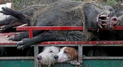 Los cazadores de Monforte abatieron cinco jabal�es durante la jornada matinal.