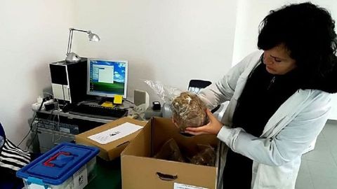 Entrega al museo de Viladonga de restos humanos encontrados en el cementerio medieval del castro de San Lourenzo de Cereixa, donde se han realizado varias campaas de excavaciones desde el 2017  