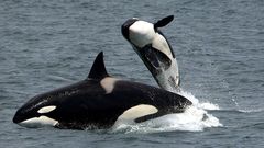 Orcas, en una imagen de archivo