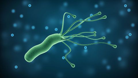 La bacteria Helicobacter pylori