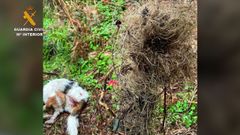 Perro atrapado en un lazo de caza en Malpica