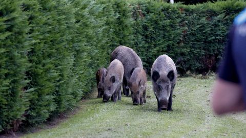 La familia de jabales en los jardines del antiguo club financiero de A Corua, muy prximo a la madriguera donde se asentaron