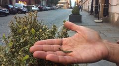 Los arbustos de boj  de Capitan�a est�n siendo devorados por la polilla asi�tica