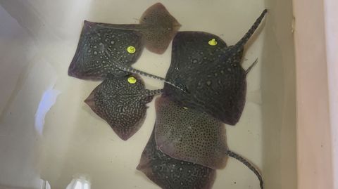 Rayas de clavos y rayas pintadas marcadas para el proyecto Descarsel, en un tanque de recuperacin a bordo del oceanogrfico Miguel Oliver, antes de ser devueltas al mar