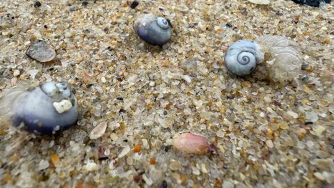 Estos caracoles viven boca abajo sobre la superficie del mar y tienen una especie de flotador formado por un material quitinoso