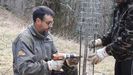 Voluntario de FAPAS colocando el sistema de protecci�n a los cerezos plantados