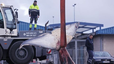 Despiezan la ballena varada en Oza desde el s&aacute;bado para proceder a su retirada