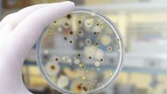 Cultivo de hongos para investigaci�n en un laboratorio