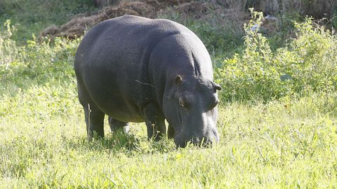Un hipop&oacute;tamo en una imagen de archivo. 