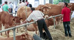 La exposicin de ganado tuvo lugar en el recinto ferial y en carpas. 