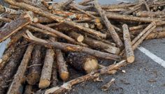 La madera procede  de montes en mano com�n