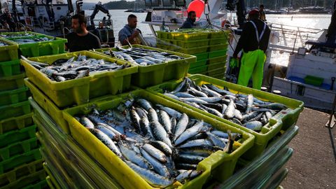 Cerqueros descargando sardina en la lonja de Portosín a finales de junio del 2023