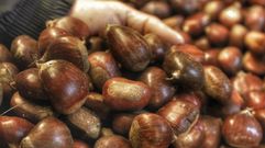 �Toma casta�a!, 40 millones al a�o