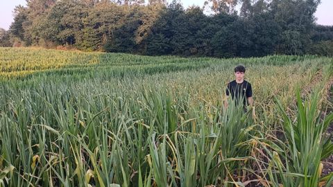 La imagen, tomada a finales de julio en la comarca ganadera de Xallas, muestra c�mo el calor agost� los campos de ma�z.