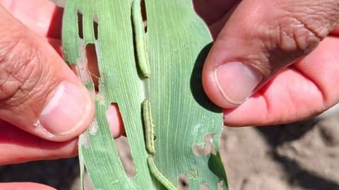 Planta da�ada por la plaga del soldado gusano