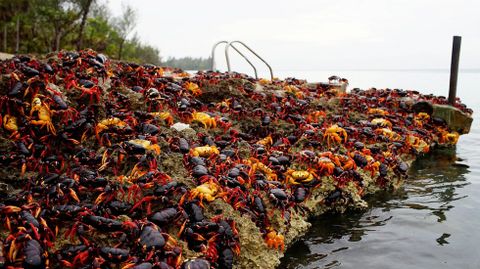 Cangrejos rojos llegan desde los bosques al mar para desovar en playa Gir�n (Cuba)