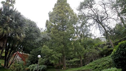 Metasecuoya en los jardines del Pazo de Lourizán, en Pontevedra