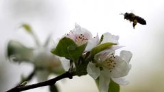 Aspecto que presenta una Pomarada (finca plantada de manzanos) en Ti�ana, en las proximidades de Oviedo, en plena floraci�n del manzano