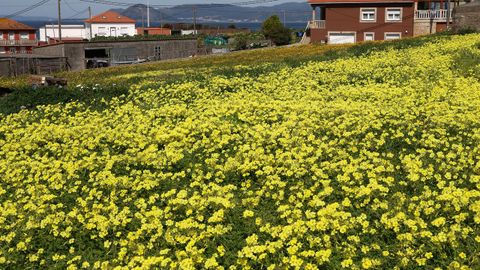 Explosi&oacute;n de primavera