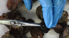 Los expertos del MII-CSIC analizar�n los rangos de talla y la estructura de poblaci�n de la zamburi�a. El proyecto tendr� una duraci�n de dos a�os y se enmarcan en el Plan Redemar de la Conseller�a do Mar.